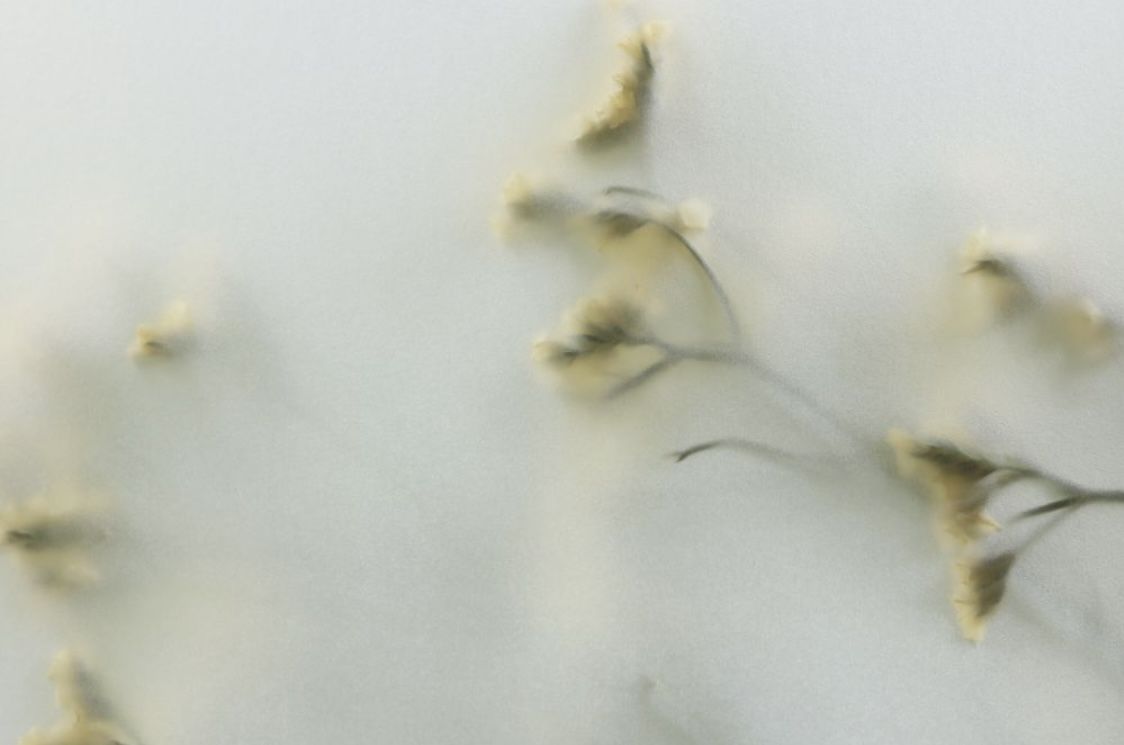 Muted monochrome floral composition